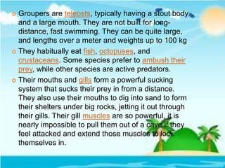  Groupers are teleosts, typically having a stout body
and a large mouth. They are not built for long-
distance, fast swimming. They can be quite large,
and lengths over a meter and weights up to 100 kg
 They habitually eat fish, octopuses, and
crustaceans. Some species prefer to ambush their
prey, while other species are active predators.
 Their mouths and gills form a powerful sucking
system that sucks their prey in from a distance.
They also use their mouths to dig into sand to form
their shelters under big rocks, jetting it out through
their gills. Their gill muscles are so powerful, it is
nearly impossible to pull them out of a cave if they
feel attacked and extend those muscles to lock
themselves in.
 