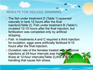 RESULTS FOR INDUCED SPAWNING
 The fish under treatment D (Table 1),spawned
naturally in tank 12 hours after the final
injection(Table 2). Fish under treatment B (Table1)
ovulated 12-15 hours after the final injection, but
fertilization was completed only by artificial
stripping.
 Fish in treatments A and C required a third injection
for ovulation, eggs were artificially fertilized 9-15
hours after the final injection.
 Ovulation rate of the females treated with hormonal
injections at 24-hour intervals was higher than
those at 12-hour intervals(Table 2),this is due to
handling that cause fish stress.
 