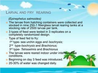 LARVAL AND FRY REARING
(Epinephelus salmoides)
 The larvae from hatching containers were collected and
stocked in nine 250-1 fiberglass larval rearing tanks at a
stocking rate of 2500 larvae per tank.
 3 types of feed were tested in 3 replicates on a
completely randomized design.
o Type of feed fed to fry:
1st type- sea urchin eggs and Isochrysis;
2nd type-Isochrysis and Brachionus;
3rd type- Tetraselmis and Brachionus
 The larvae were reared indoor under intensive care
conditions.
 Beginning on day 3 feed was introduced.
 20-30% of water was changed daily.
 