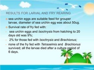 RESULTS FOR LARVAL AND FRY REARING
 sea urchin eggs are suitable feed for grouper
larvae, diameter of sea urchin egg was about 50ug.
 Survival rate of fry fed with:
• sea urchin eggs and Isochrysis from hatching to 20
days old was 9%;
• 2% for those fed with Isochrysis and Brachionus;
• none of the fry fed with Tetraselmis and Brachionus
survived; all the larvae died after a culture period of
6 days.
 