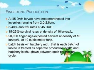 FINGERLING PRODUCTION
 At 45 DAH-larvae have metamorphosed into
juveniles ranging from 2.0-2.8cm.
 5-40%-survival rates at 45 DAH.
 15-25%-survival rates at density of 10larvae/L.
 20,000 fingerlings-expected harvest at density of 10
larvae/L, at 10 cubic meter tank.
 batch basis –in hatchery mgt. that is each batch of
larvae is treated as separate production cycle, and
hatchery is shut down between each production
cycle.
 