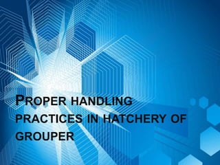 PROPER HANDLING
PRACTICES IN HATCHERY OF
GROUPER
 