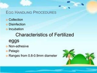 EGG HANDLING PROCEDURES
 Collection
 Disinfection
 Incubation
Characteristics of Fertilized
eggs
 Non-adhesive
 Pelagic
 Ranges from 0.8-0.9mm diameter
 