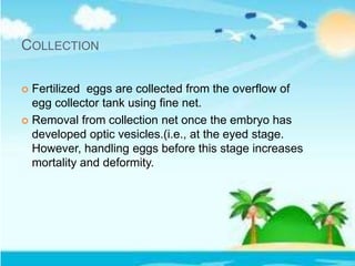 COLLECTION
 Fertilized eggs are collected from the overflow of
egg collector tank using fine net.
 Removal from collection net once the embryo has
developed optic vesicles.(i.e., at the eyed stage.
However, handling eggs before this stage increases
mortality and deformity.
 