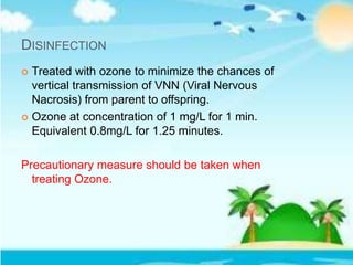 DISINFECTION
 Treated with ozone to minimize the chances of
vertical transmission of VNN (Viral Nervous
Nacrosis) from parent to offspring.
 Ozone at concentration of 1 mg/L for 1 min.
Equivalent 0.8mg/L for 1.25 minutes.
Precautionary measure should be taken when
treating Ozone.
 