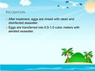 INCUBATION
 After treatment, eggs are rinsed with clean and
disinfected seawater.
 Eggs are transferred into 0.5-1.0 cubic meters with
aerated seawater.
 