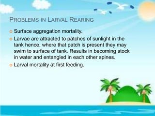 PROBLEMS IN LARVAL REARING
 Surface aggregation mortality.
 Larvae are attracted to patches of sunlight in the
tank hence, where that patch is present they may
swim to surface of tank. Results in becoming stock
in water and entangled in each other spines.
 Larval mortality at first feeding.
 