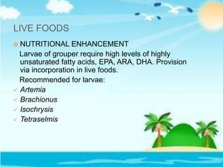 LIVE FOODS
 NUTRITIONAL ENHANCEMENT
Larvae of grouper require high levels of highly
unsaturated fatty acids, EPA, ARA, DHA. Provision
via incorporation in live foods.
Recommended for larvae:
 Artemia
 Brachionus
 Isochrysis
 Tetraselmis
 