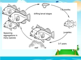 drifting larval stages
juveniles
1-2 months
reef
3-7 years
Spawning
aggregations in
many species
 