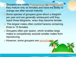  Groupers are mostly Protogynous Hermaphrodites,
they mature only as females and have the ability to
change sex after sexual maturity
 Some species of groupers grow about a kilogram
per year and are generally adolescent until they
reach three kilograms, when they become female.
 The largest males often control harems containing
three to 15 females.
 Groupers often pair spawn, which enables large
males to competitively exclude smaller males from
reproducing.
 However, some groupers are gonochoristic.
 