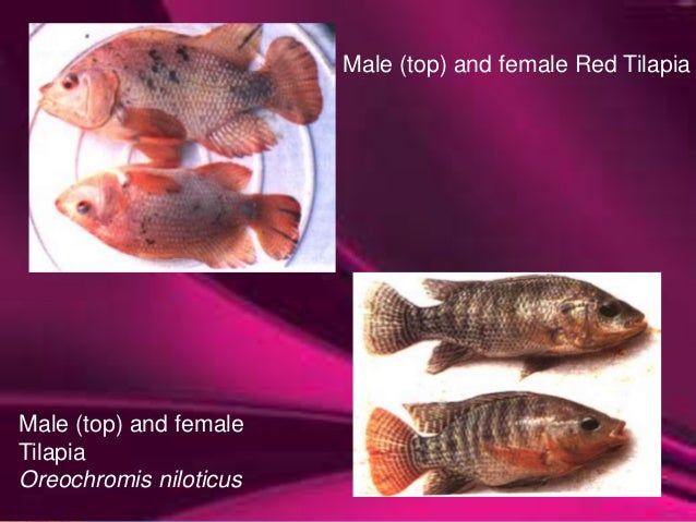 11 Male Top And Female Red Tilapia 11 Male Top And Female Red Tilapia
