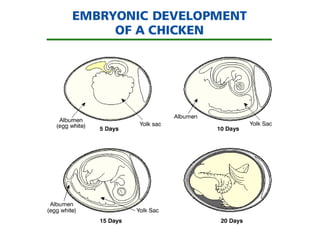 Comprehensive Guide to Hatching and Brooding Chicks in Animal Science | PPT