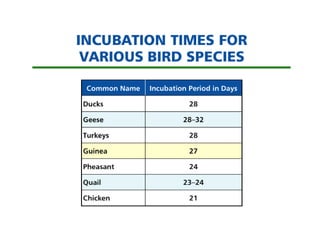 Comprehensive Guide to Hatching and Brooding Chicks in Animal Science | PPT