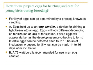 Comprehensive Guide to Hatching and Brooding Chicks in Animal Science | PPT