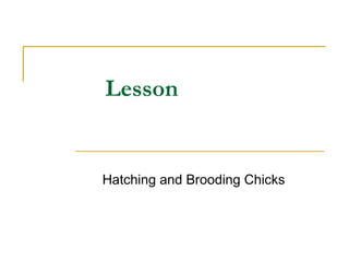 Comprehensive Guide to Hatching and Brooding Chicks in Animal Science | PPT