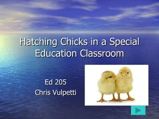 Hatching Chicks in a Special Education Classroom Ed 205 Chris Vulpetti 