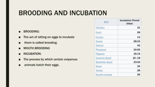 Hatching behavior | PPT