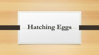 Hatching Eggs
 