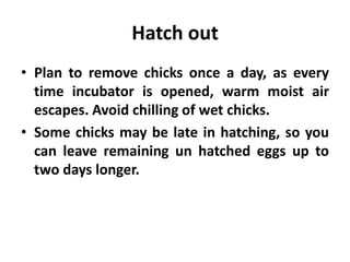 Hatch out
• Plan to remove chicks once a day, as every
time incubator is opened, warm moist air
escapes. Avoid chilling of wet chicks.
• Some chicks may be late in hatching, so you
can leave remaining un hatched eggs up to
two days longer.

 