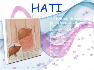 Hati adalah organ yang
paling besar di dalam tubuh
kita, warnanya coklat dan
beratnya 1500gr. Letaknya
di bagian atas dalam
rongga abdomen di sebelah
kanan bawah diafragma.
Hati terletak di quadran
kanan atas abdomen, di
bawah
diafragma
dan
terlindungi oleh tulang
rusuk (costae).

 