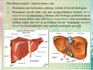 Hati