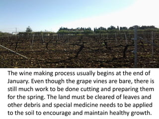 The wine making process usually begins at the end of
January. Even though the grape vines are bare, there is
still much work to be done cutting and preparing them
for the spring. The land must be cleared of leaves and
other debris and special medicine needs to be applied
to the soil to encourage and maintain healthy growth.
 