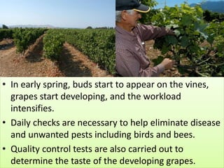 • In early spring, buds start to appear on the vines,
grapes start developing, and the workload
intensifies.
• Daily checks are necessary to help eliminate disease
and unwanted pests including birds and bees.
• Quality control tests are also carried out to
determine the taste of the developing grapes.
 