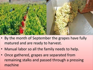 • By the month of September the grapes have fully
matured and are ready to harvest.
• Manual labor so all the family needs to help.
• Once gathered, grapes are separated from
remaining stalks and passed through a pressing
machine
 