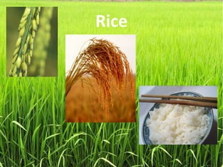 Rice
 