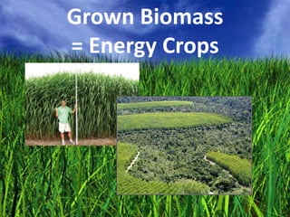 Grown Biomass
= Energy Crops
 