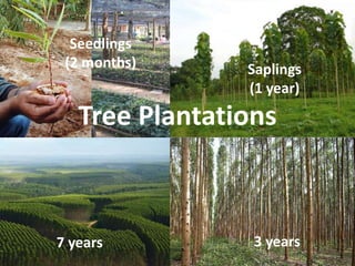 Seedlings
 (2 months)     Saplings
                (1 year)

   Tree Plantations



7 years          3 years
 