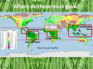 Where do these trees grow?


                                      Southeast
      Central America                      Asia


                        Congo Basin
    Amazon Basin
 
