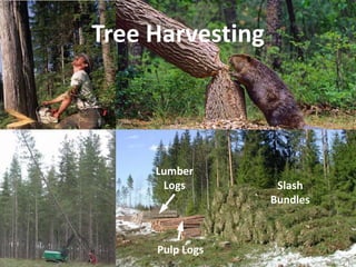 Tree Harvesting



     Lumber
      Logs         Slash
                  Bundles



     Pulp Logs
 