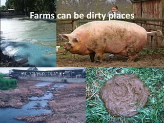 Farms can be dirty places
 