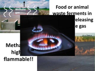 Food or animal
               waste ferments in
              the pond, releasing
                 methane gas


 Methane is
   highly
flammable!!
 