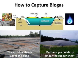 How to Capture Biogas




Thick rubber sheets   Methane gas builds up
  cover the pond      under the rubber sheet
 
