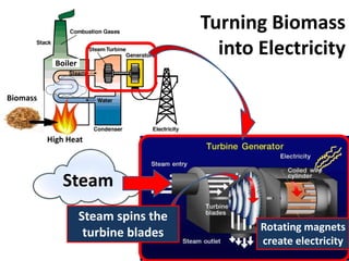 Turning Biomass
                                         into Electricity
            Boiler


Biomass



          High Heat




              Steam
                     Steam spins the
                                              Rotating magnets
                      turbine blades
                                              create electricity
 