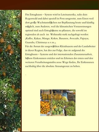Das Ertragbaum – System wird in Lateinamerika, nahe dem
Regenwald und dabei speziell in Peru umgesetzt, zum Einen weil
dort große Wachstumsflächen zur Bepflanzung heute und künftig
möglich, zum Anderen, weil die klimatischen Voraussetzungen
optimal sind auch Ertragbäume zu pflanzen, die sowohl im
regionalen als auch im Weltmarkt stark nachgefragt werden
(Kaffee, Kakao, Mango, Kokos, Bananen, Avocado, Papayas,
Guanaba, Chirimoya u.v.m.).
Für die Armut der ausgewählten Kleinbauern und der Landarbeiter
in dieser Region, hat dies zur Folge, dass sie aufgrund des
Ertragbaum – Systems und der internationalen Zusammenarbeit,
höhere Einkommen erzielen und im Erlernen der ersten und den
weiteren Verarbeitungsstufen neue Wege finden, Ihr Einkommen
nachhaltig über die absolute Armutsgrenze zu heben.

.
 