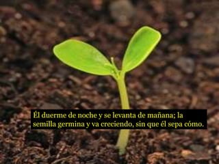Él duerme de noche y se levanta de mañana; la
semilla germina y va creciendo, sin que él sepa cómo.
 