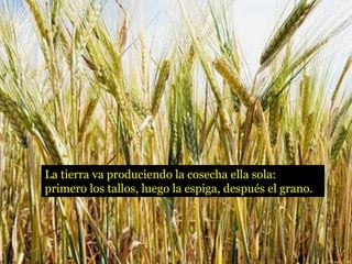 La tierra va produciendo la cosecha ella sola:
primero los tallos, luego la espiga, después el grano.
 