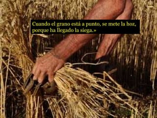 Cuando el grano está a punto, se mete la hoz,
porque ha llegado la siega.»
 
