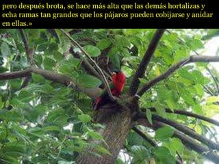 pero después brota, se hace más alta que las demás hortalizas y
echa ramas tan grandes que los pájaros pueden cobijarse y anidar
en ellas.»
 