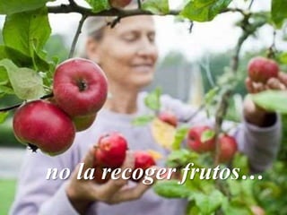 no la recoger frutos…
 