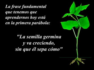 La frase fundamental
que tenemos que
aprendernos hoy está
en la primera parábola:
"La semilla germina
y va creciendo,
sin que él sepa cómo"
 