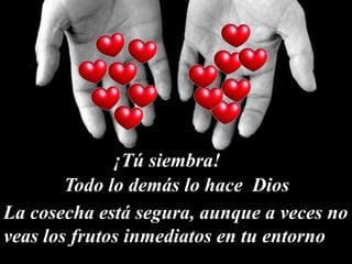 ¡Tú siembra!
Todo lo demás lo hace Dios
La cosecha está segura, aunque a veces no
veas los frutos inmediatos en tu entorno
 