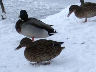 Haus gasteinertal-freizeit