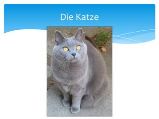 Die Katze
 