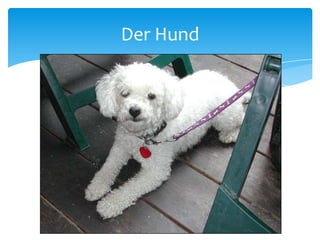 Der Hund
 