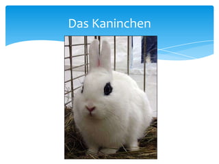 Das Kaninchen
 