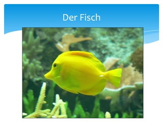 Der Fisch
 